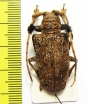 Aristobia horridula  Thailand - INSECTS-STORE.RU