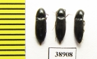 Ampedus nigrinus  Russia, Tver reg. - INSECTS-STORE.RU