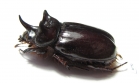 Strategus surinamensis  Colombia - INSECTS-STORE.RU