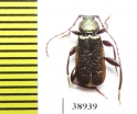 Callidium aeneum  Russia, Tver reg. - INSECTS-STORE.RU