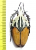 Mecynorhina oberthuri unicolor  Tanzania  56mm - INSECTS-STORE.RU