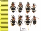 Thanasimus femoralis  Russia, Tver reg. - INSECTS-STORE.RU