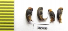 Mordellidae, Mordellochroa abdominalis  Russia, Tver reg. - INSECTS-STORE.RU