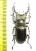 Lucanus mearesii  India 55mm - INSECTS-STORE.RU