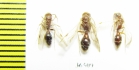 Mutillidae sp.  Tajikistan - INSECTS-STORE.RU