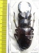 Hexarthrius rhinoceros  Indonesia, Java  58mm - INSECTS-STORE.RU