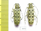 Saperda perforata  Russia, Tver reg. - INSECTS-STORE.RU