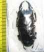 Dorcus thoracicus  Malaysia, Borneo  58mm - INSECTS-STORE.RU