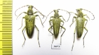 Lepturobosca virens  Russia, Tver reg. - INSECTS-STORE.RU
