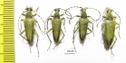 Lepturobosca virens  Russia, Tver reg. - INSECTS-STORE.RU