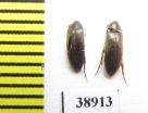 Orchesia fusiformis  Russia, Tver reg. - INSECTS-STORE.RU