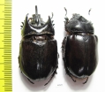 Strategus aloeus, pair  Mexico 46mm - INSECTS-STORE.RU