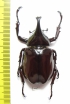 Xylotrupes lorquini  Indonesia, Taliabu isl. - INSECTS-STORE.RU