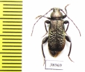 Callidium aeneum  Russia, Tver reg. - INSECTS-STORE.RU