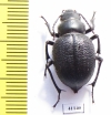 Pimelia cephalotes  Uzbekistan - INSECTS-STORE.RU