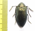Julodis armeniaca?  Iran, Kurdistan prov. - INSECTS-STORE.RU