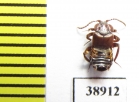Lomechusoides strumosus  Russia, Tver reg. (myrmecophilous) - INSECTS-STORE.RU