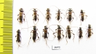 Molorchus minor, pair  Russia, Tver reg. - INSECTS-STORE.RU