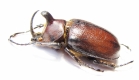 Golofa imperialis  Mexico 39mm - INSECTS-STORE.RU