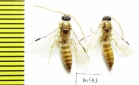 Tiphiidae sp.  Iran, Sistan prov. - INSECTS-STORE.RU