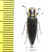 Iridotaenia chrysostoma ramma  Indonesia, Sumatra - INSECTS-STORE.RU