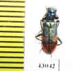 Trichodes sp.  Iran, Kurdistan prov. - INSECTS-STORE.RU