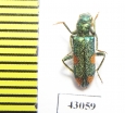 Trichodes sp.  Iran, Kurdistan prov. - INSECTS-STORE.RU