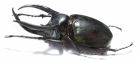 Chalcosoma atlas hesperus  Indonesia, Sulawesi  91mm - INSECTS-STORE.RU