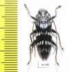 Pascoea idae  Indonesia, Ceram isl. - INSECTS-STORE.RU