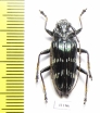 Pascoea idae  Indonesia, Ceram isl. - INSECTS-STORE.RU