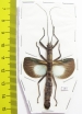 Orthomeria versicolor, female  Indonesia, Kalimantan - INSECTS-STORE.RU
