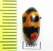 Chrysomelidae sp.  South Africa Rep. - INSECTS-STORE.RU