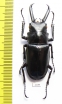 Prosopocoilus giraffa  Indonesia, Sulawesi  52mm - INSECTS-STORE.RU