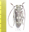 Prosopocera sp.  South Africa Rep. - INSECTS-STORE.RU