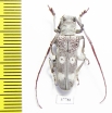 Prosopocera sp.  South Africa Rep. - INSECTS-STORE.RU