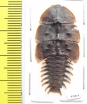 Lycidae sp.  Indonesia, Java - INSECTS-STORE.RU