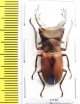 Cyclommatus pulchellus  Indonesia, Papua  34mm - INSECTS-STORE.RU