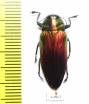 Belionota mniszechi  Indonesia, Halmahera isl. - INSECTS-STORE.RU
