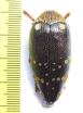 Sternocera castanea boucardii  Tanzania - INSECTS-STORE.RU