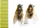Diptera sp.  Russia, Tver reg. - INSECTS-STORE.RU