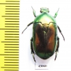 Poecilopharis curtisi  Indonesia, Yamdena isl. - INSECTS-STORE.RU