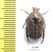 Protaetia sutteri  Indonesia, Sumba isl. - INSECTS-STORE.RU