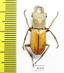 Cyclommatus modiglianii  Indonesia, Sumatra  24mm - INSECTS-STORE.RU