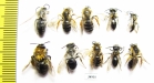 Hymenoptera sp.  Russia, Tver reg. - INSECTS-STORE.RU