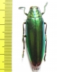 Chrysochroa kaupi  Indonesia, Seram isl. - INSECTS-STORE.RU