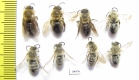 Hymenoptera sp.  Russia, Tver reg. - INSECTS-STORE.RU