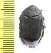 Protaetia afflicta afflicta  Cyprus - INSECTS-STORE.RU