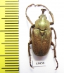 Mycteristes rhinophylla  Indonesia, Java - INSECTS-STORE.RU