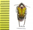 Leucocelis sp.  South Africa Rep. - INSECTS-STORE.RU