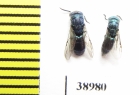Chrysididae sp.  Russia, Tver reg. - INSECTS-STORE.RU